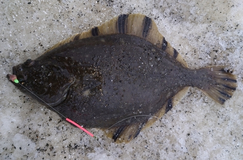 カワガレイの釣果