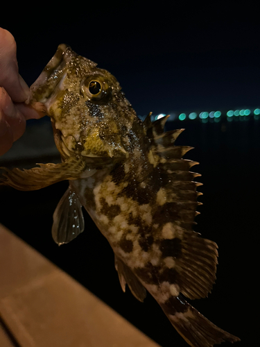 タケノコメバルの釣果