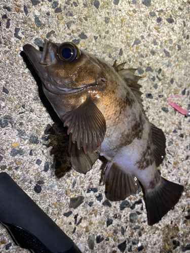 メバルの釣果