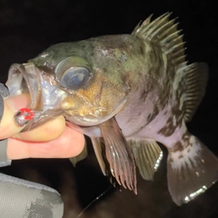 クロメバルの釣果