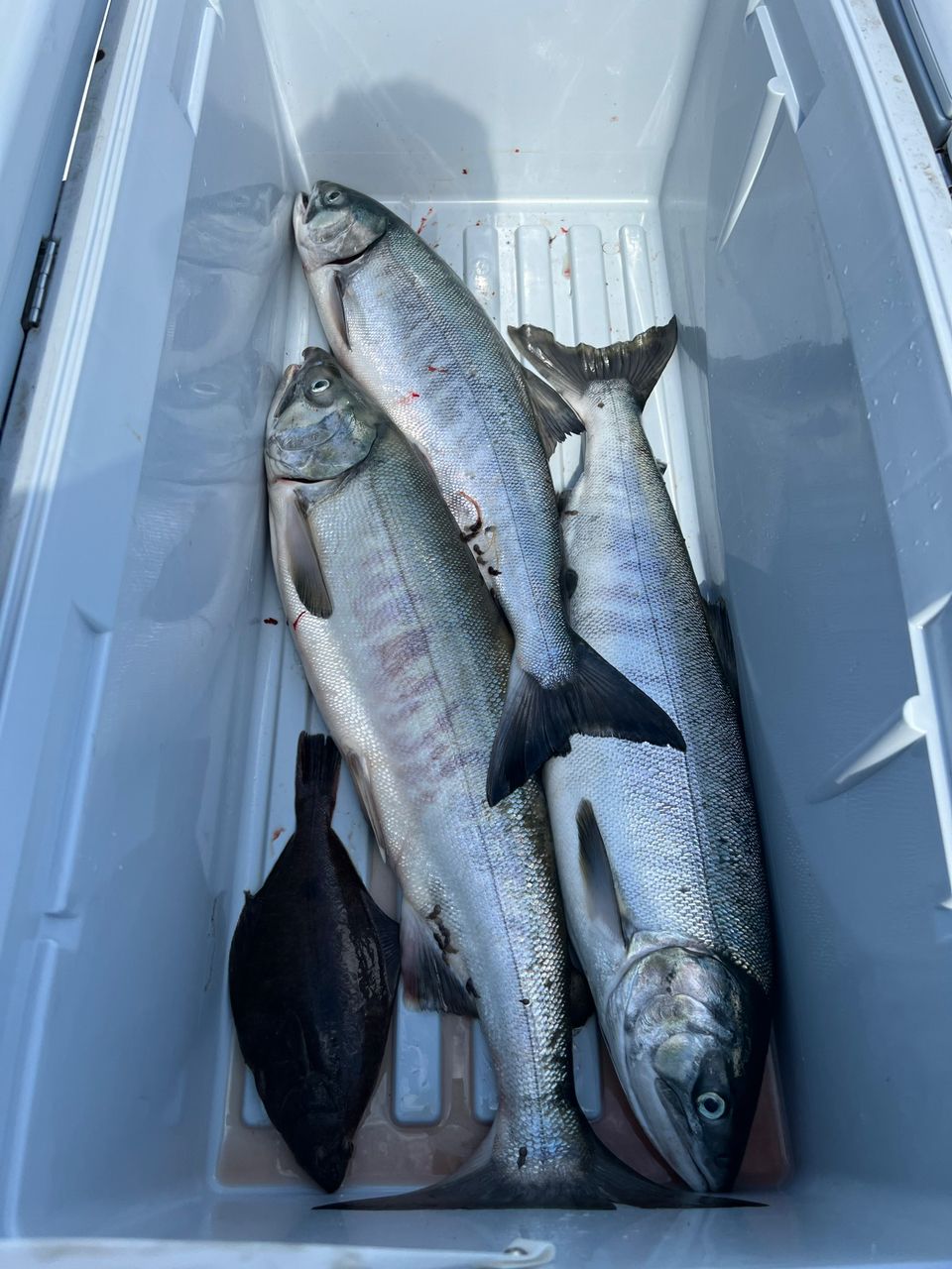 浦島たーくんさんの釣果 3枚目の画像