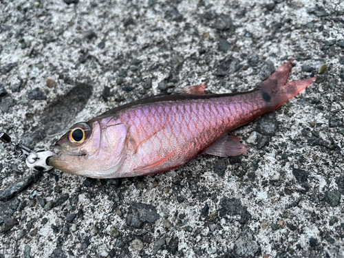 ネンブツダイの釣果