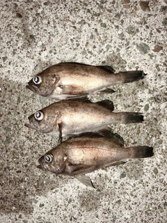 メバルの釣果