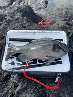 クチブトグレの釣果