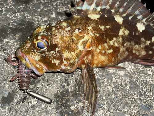 カサゴの釣果