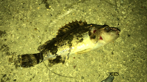 タケノコメバルの釣果