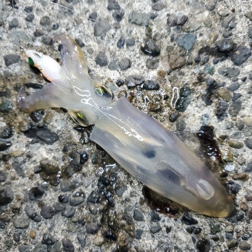 ケンサキイカの釣果