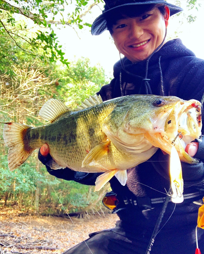 ブラックバスの釣果