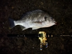 キビレの釣果