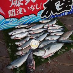 サクラマスの釣果