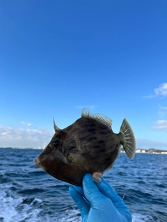 カワハギの釣果