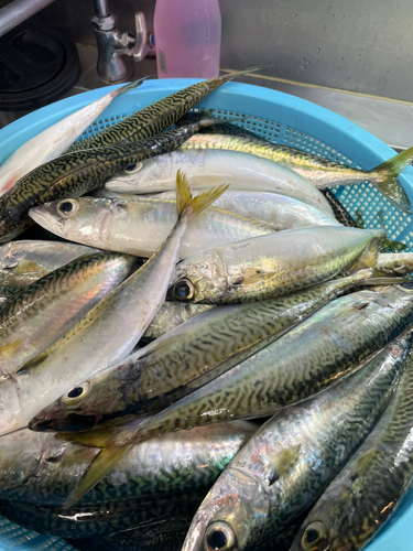 サバの釣果