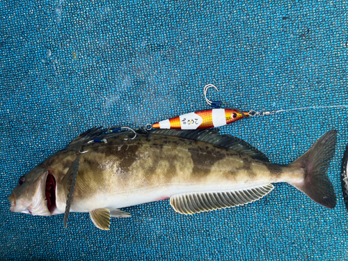 ホッケの釣果