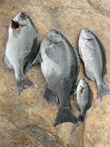 メジナの釣果