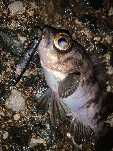 シロメバルの釣果