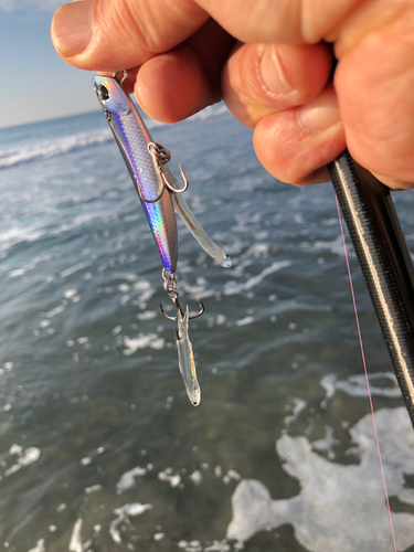 シタビラメの釣果