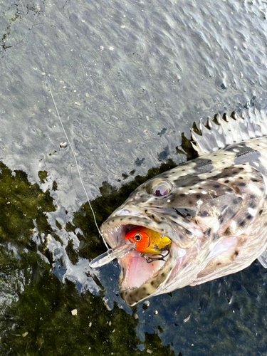 ヤイトハタの釣果