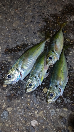 アジの釣果