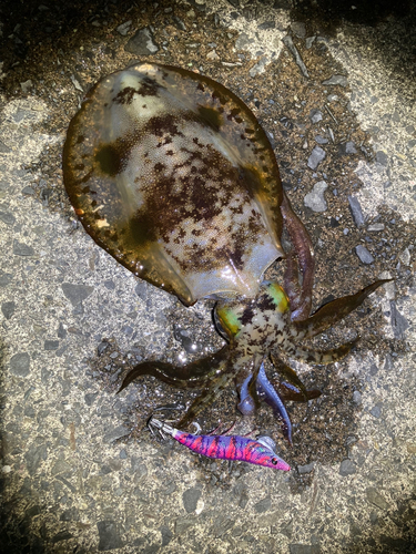 アオリイカの釣果