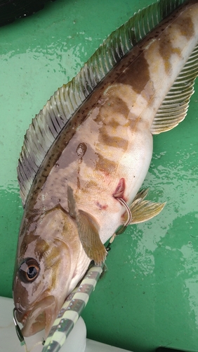 ホッケの釣果