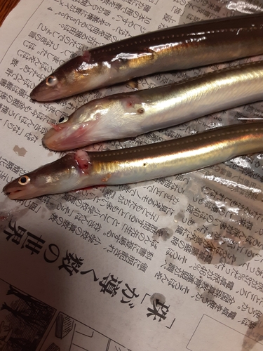 アナゴの釣果