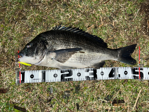 クロダイの釣果