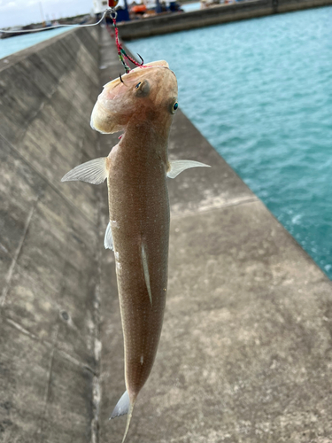 エソの釣果