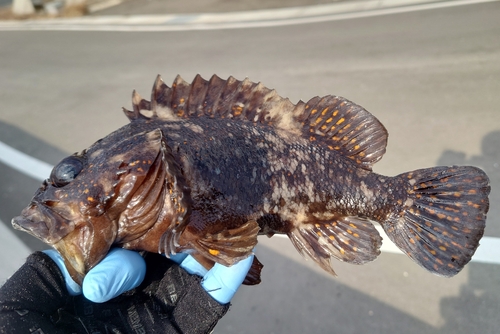 オウゴンムラソイの釣果