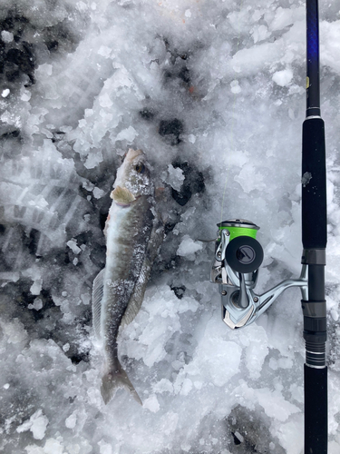 ホッケの釣果