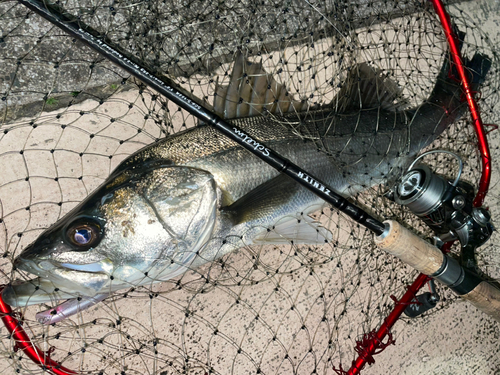 マルスズキの釣果