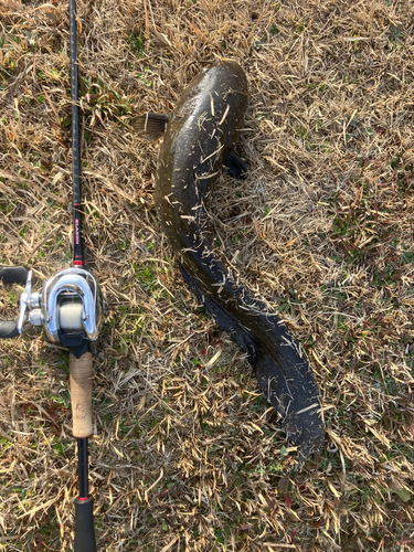 アメリカナマズの釣果