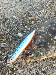 ヒラメの釣果
