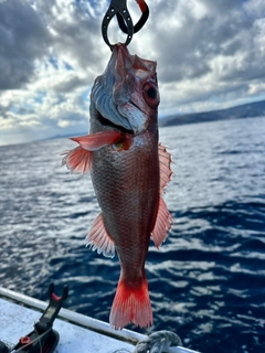 アカムツの釣果