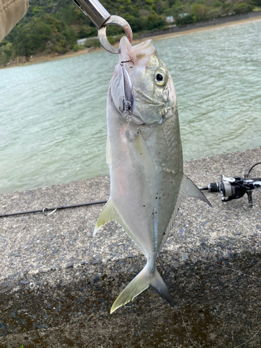 オニヒラアジの釣果