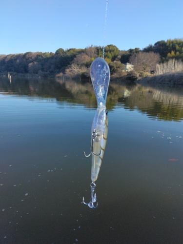 ハクレンの釣果