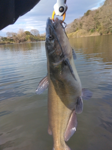 アメリカナマズの釣果