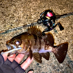 シロメバルの釣果