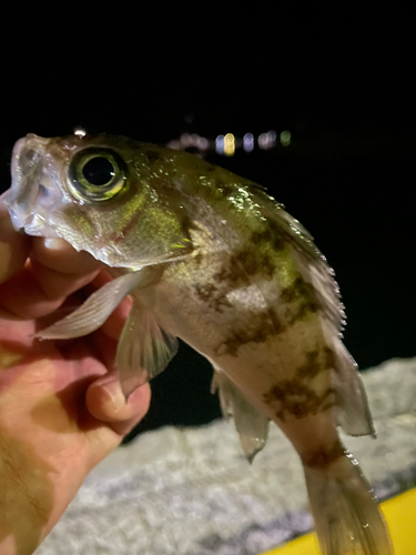 メバルの釣果