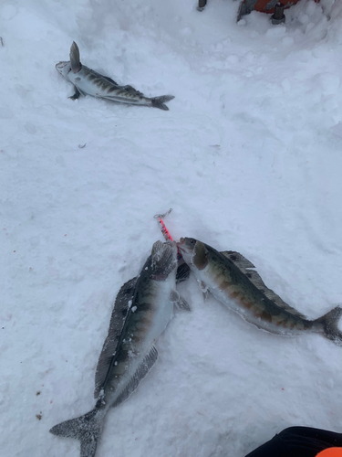 ホッケの釣果