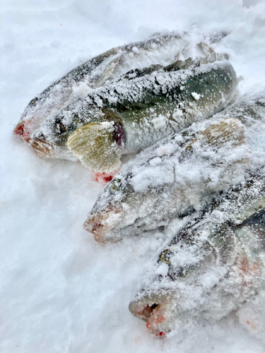 ホッケの釣果