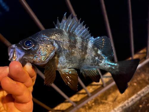 メバルの釣果