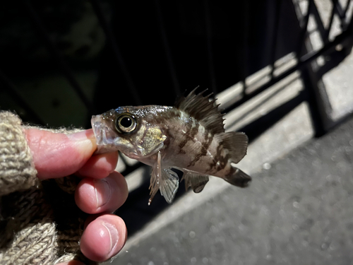 メバルの釣果