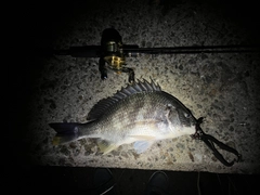 キビレの釣果