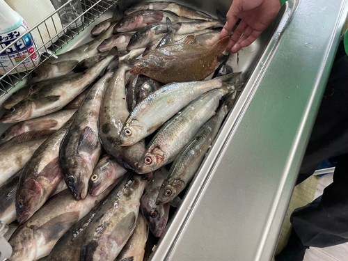 ホッケの釣果