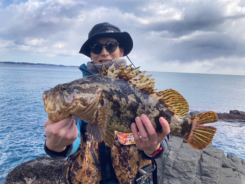 ベッコウゾイの釣果