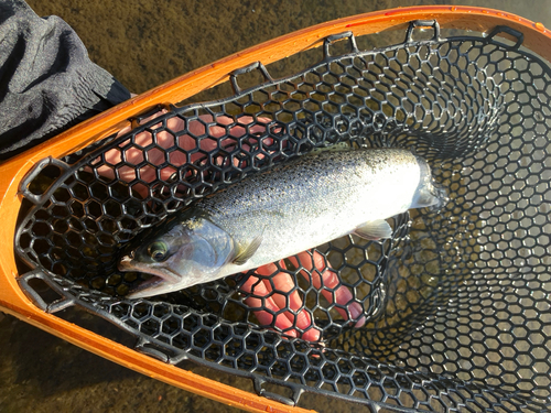 サクラマスの釣果