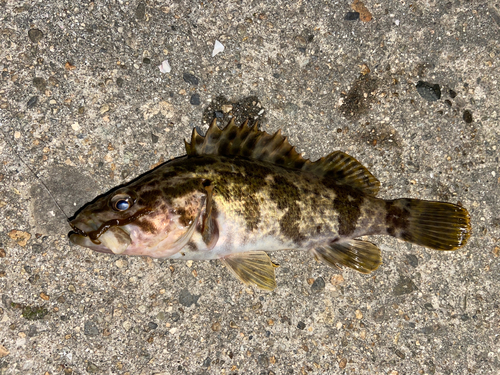 タケノコメバルの釣果