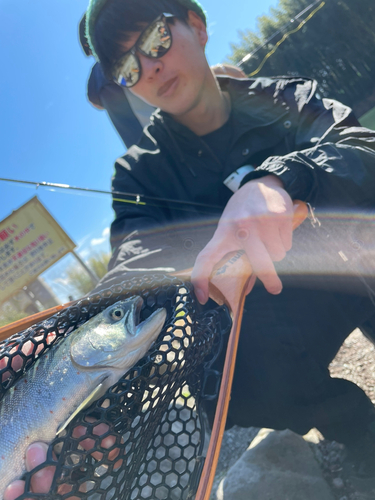 アマゴの釣果