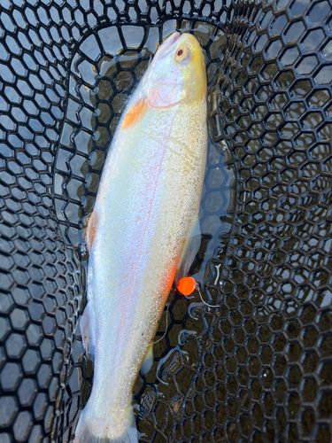 アルビノニジマスの釣果