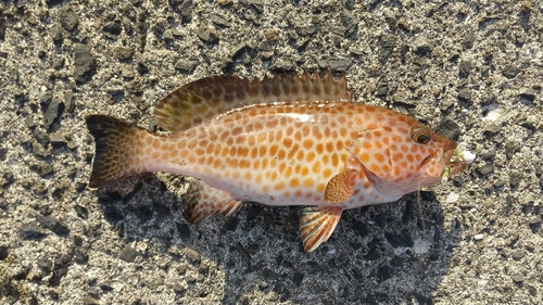 オオモンハタの釣果